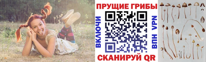 Купить где  Инсар  Псилоцибиновые грибы GOLDEN TEACHER 